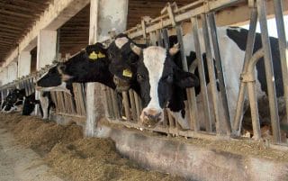 2013: meno macellazioni, pelli più care