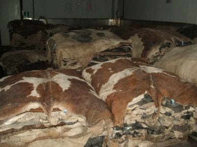 Cotance, prezzi delle pelli fuori controllo: “difendiamo il grezzo europeo”