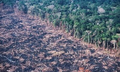 Brasile, multa a 26 macelli per capi allevati in pascoli da deforestazione