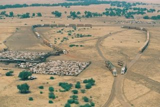 Australia: allevamento bovino a rischio fallimento