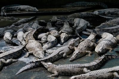 Hermès e Lvmh investono negli allevamenti di coccodrillo