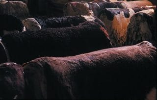 Pelli grezze Usa, rincaro inatteso