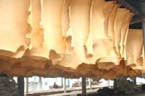 Joint venture con Conceria Antiba premiata in India per sostenibilità e export