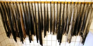 Civitanova Marche, dissequestrate le pelli di foca del calzaturificio Creative