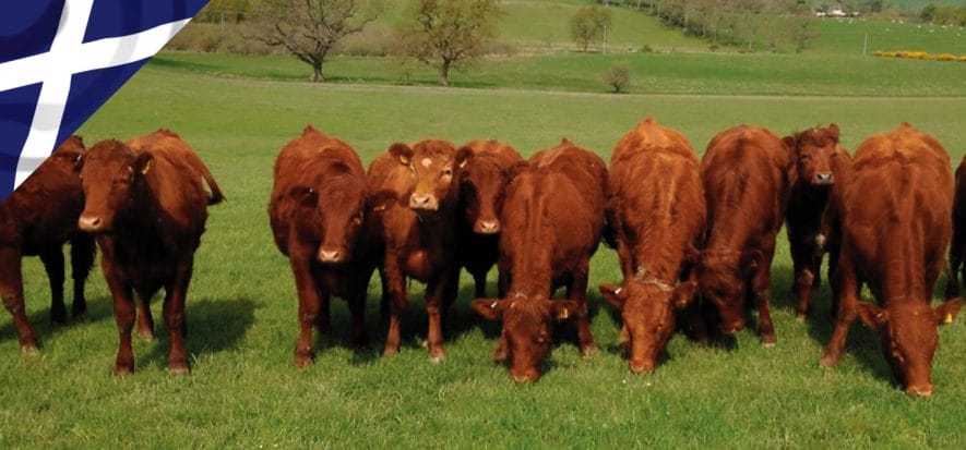 L'allevamento bovino scozese teme che Brexit possa portare a un crollo della sua attività