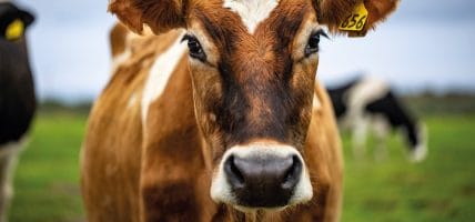 Allevamenti bovini e global warming