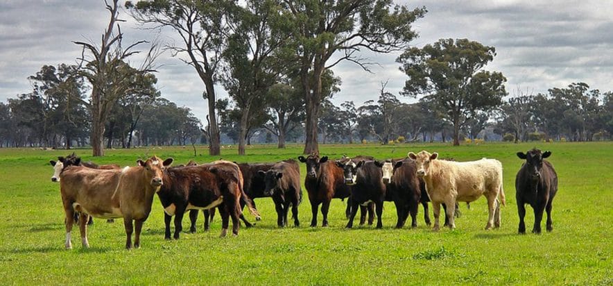 Macellazioni 2019 in Australia: +7% le bovine, ma caleranno