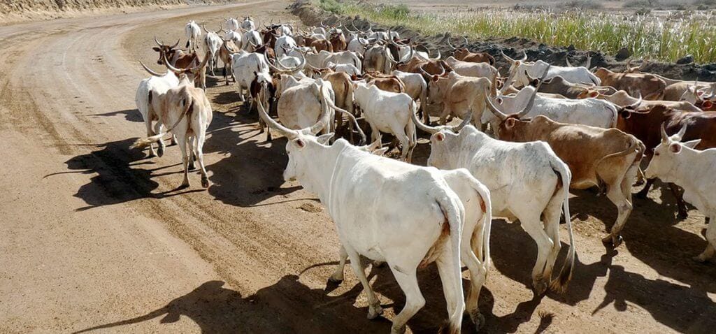 Dal macello alla pelle: la Namibia investe nella filiera