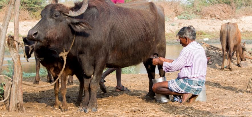 India, bufalo stangato: Pechino blocca la carne, i dazi la pelle