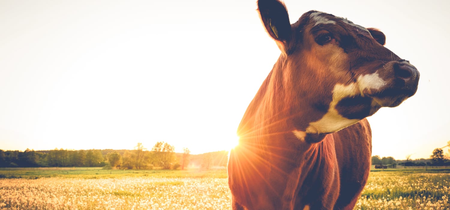 Bovini per la Cina, ovini agli arabi: la carne vola fino al 2024