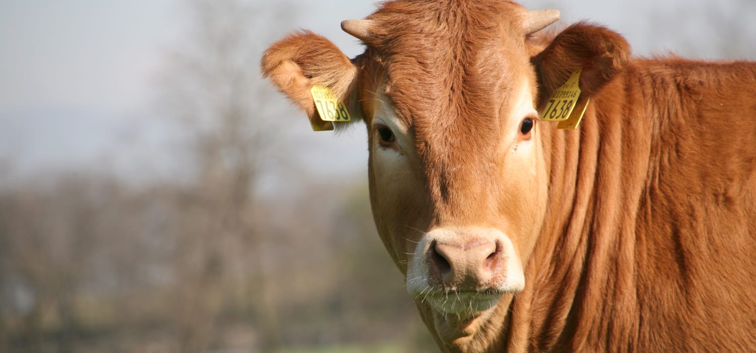 Materia prima made in Italy: il valore della pelle per Inalca