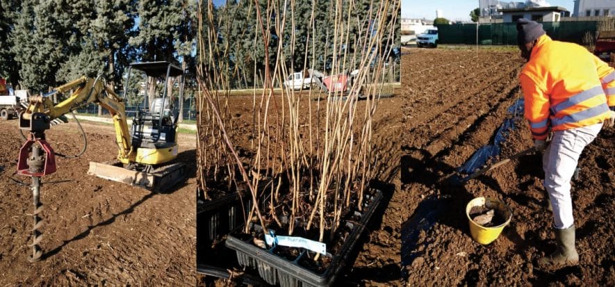 Dal progetto agli alberi: Gruppo Peretti ne pianta 3.000
