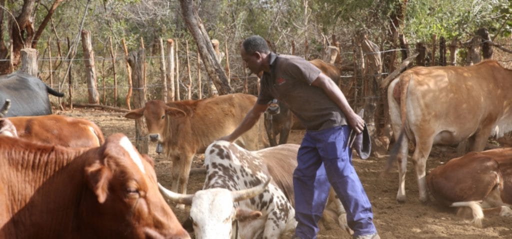 Zimbabwe, nel 2019 l’export di pelle è crollato del 58%