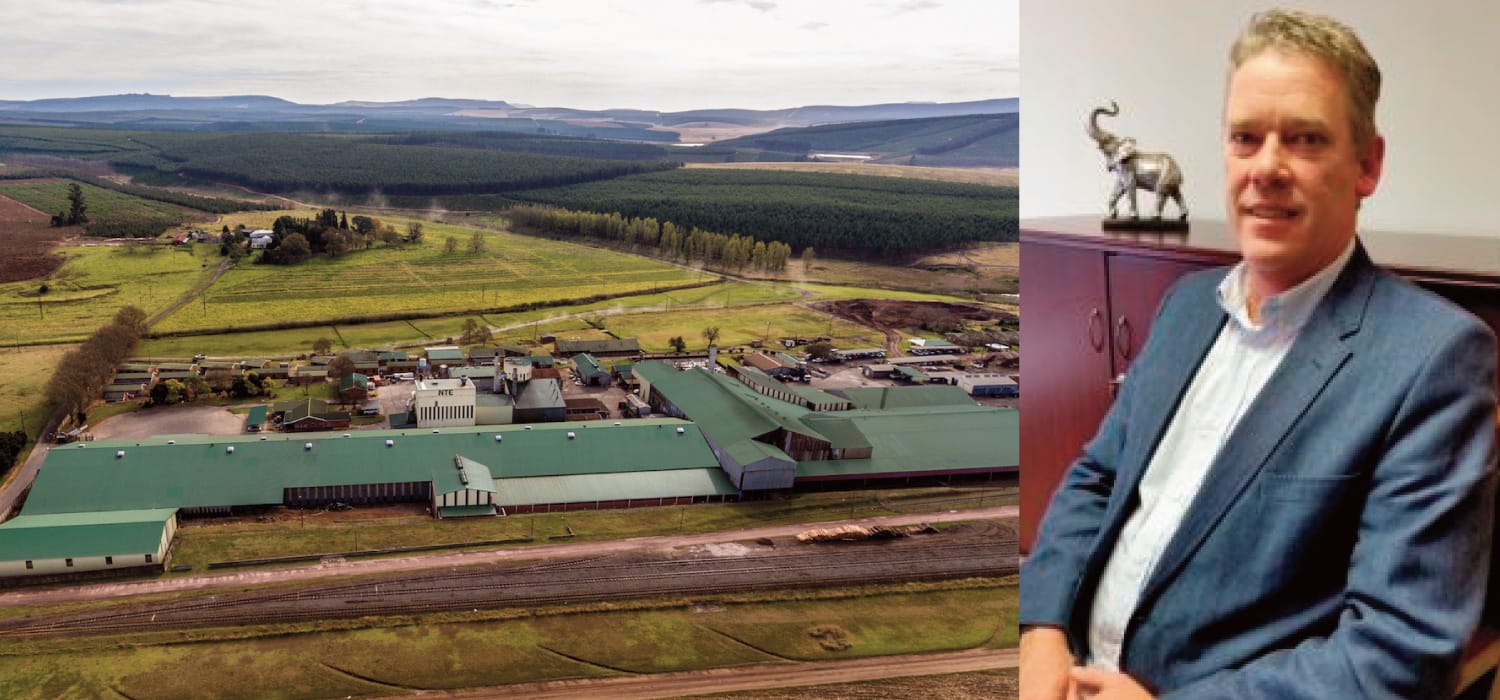 Cento anni di mimosa: in Sud Africa un secolo di tannini vegetali