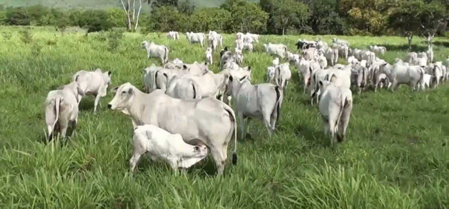 Brasile, frena la carne: JBS e Minerva chiudono alcuni macelli