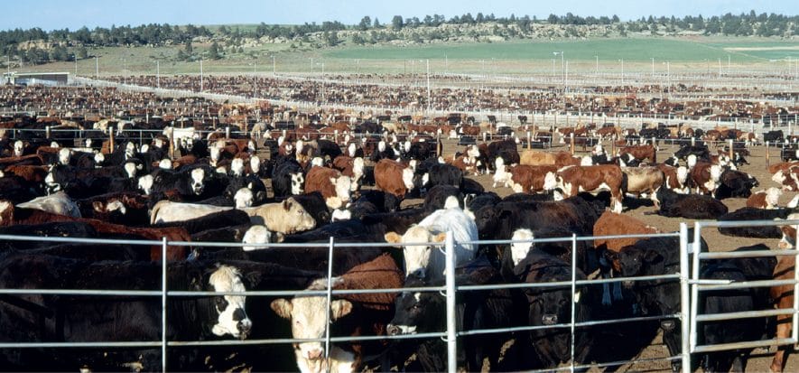 CRV nel 2020 frena il mercato globale della carne rossa, dice USDA