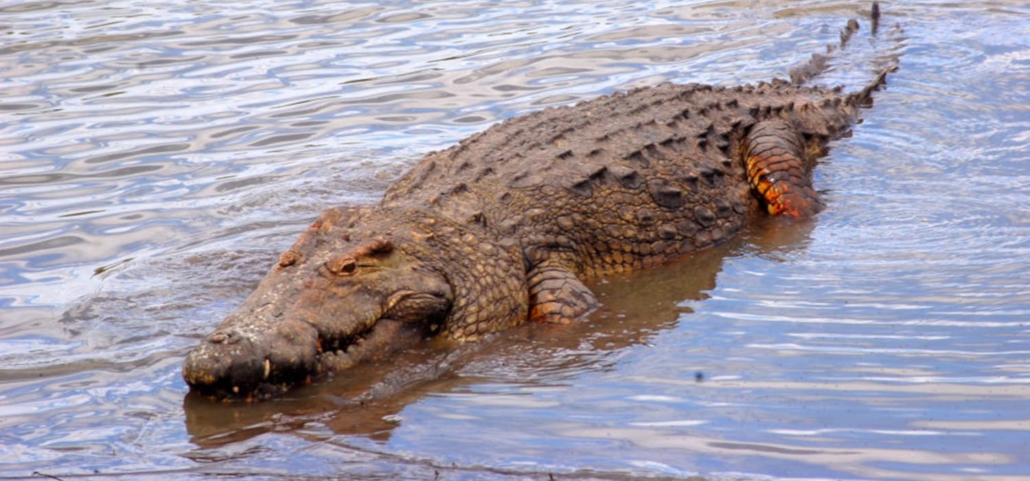 Zambia : Zambian Crocodile Farmers Association commends government's move  to suspend export duty