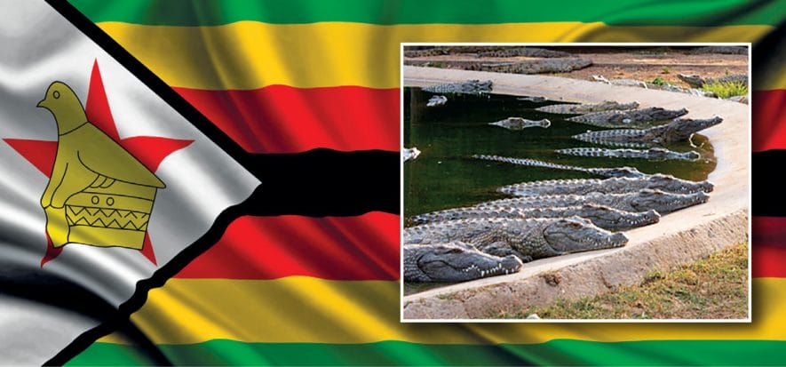 Zimbabwe: CRV non spegne l'anno d'oro del coccodrillo, anzi