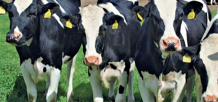 Athena Foods s'espande in Paraguay: c'è chi invoca l'Antitrust