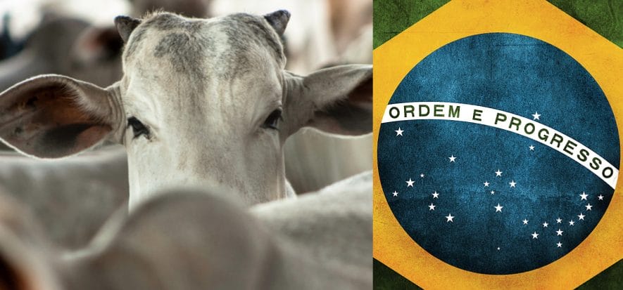 Brazil, fire branding causes one-billion-dollar loss