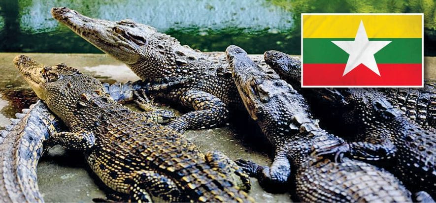 Myanmar, a commercial plan to save the crocodiles