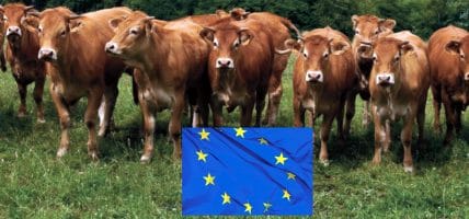 Europa, carne bovina giù del 5% nei primi cinque mesi del 2020