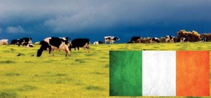 Irlanda: bovini troppo cari, gli allevatori pensano agli ovini