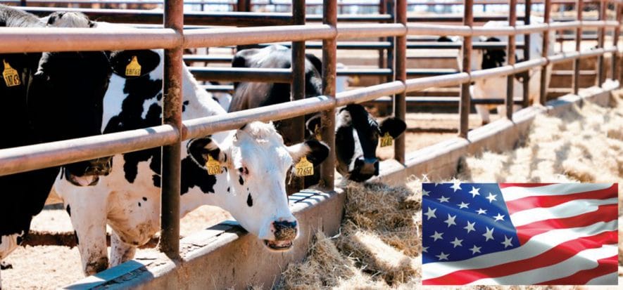 USA, agosto conferma il calo dei macelli e il crollo del vitello