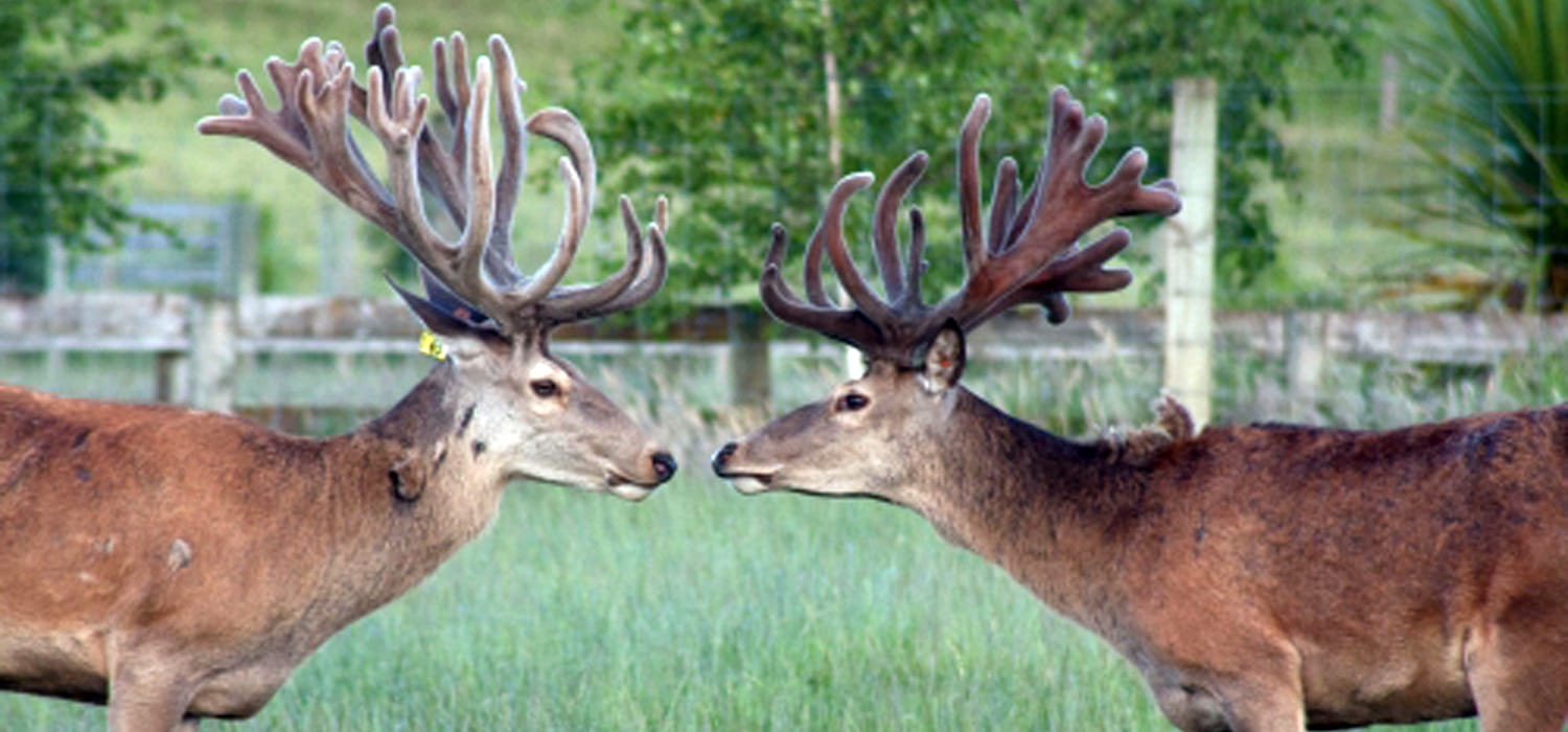 Nuova Zelanda: l’allevamento di cervi è “roba da giovani”