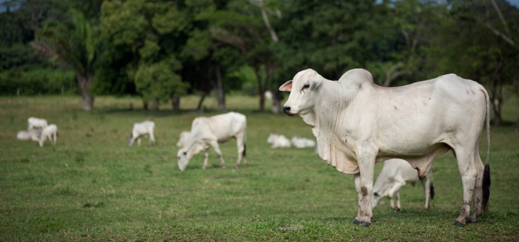 JBS and Marfrig take action to tackle deforestation