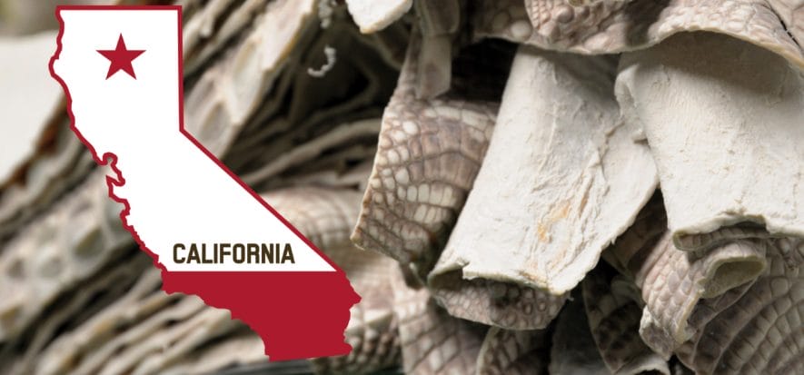 California: salta il divieto sul coccodrillo (almeno per ora)