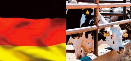 Germania, allevamenti pieni: i macelli obbligati agli straordinari