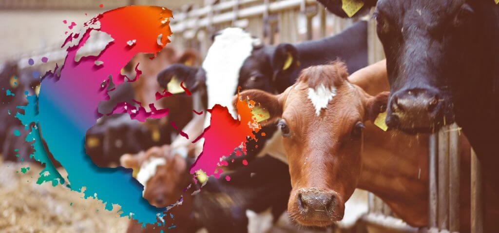 Rabobank says that pork will be the main attraction for the meat industry’s 2021