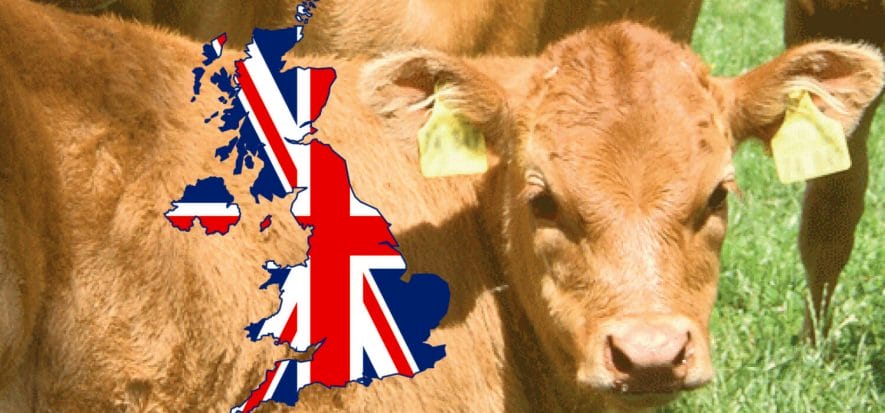 UK, al via la vaccinazione anti-CRV: la carne chiede la priorità