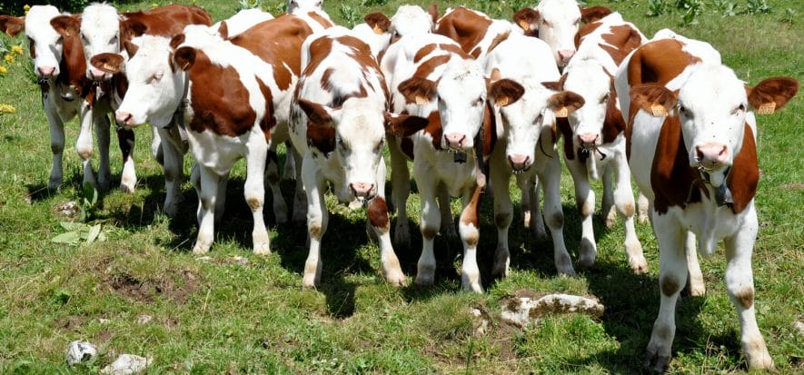 Ecco perché nel 2020 in Europa si sono macellati meno vitelli