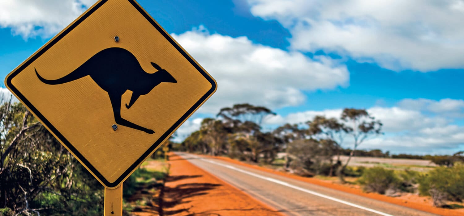 In USA vogliono vietare il commercio dei prodotti del canguro