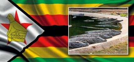 Zimbabwe, Covid frena la domanda di coccodrillo e Padenga fa -42%