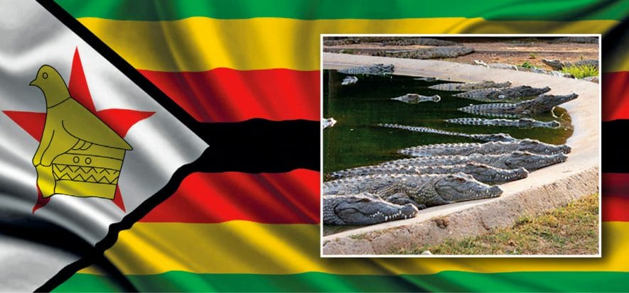 Zimbabwe, Covid-19 blocks the demand for alligator leather and Padenga records -42%