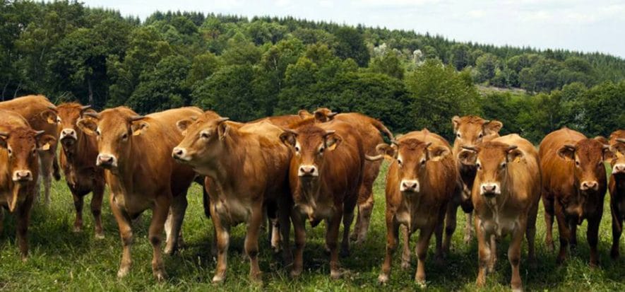 L'impatto del Covid sulla carne UE e la sinergia con Cotance