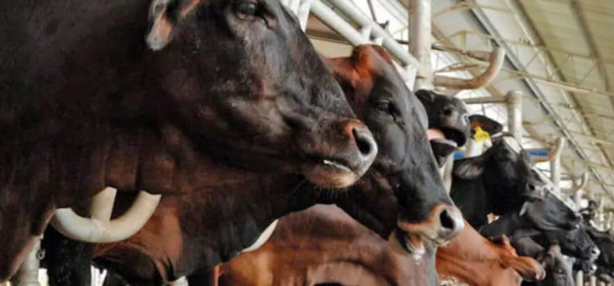 Cronache americane: negli USA cresce la carne, in Uruguay la pelle