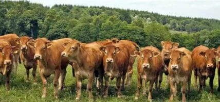 BSE in Brasile: emergenza in fase di rientro (o quasi)