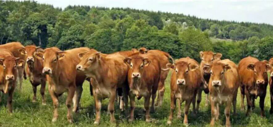 BSE in Brasile: emergenza in fase di rientro (o quasi)