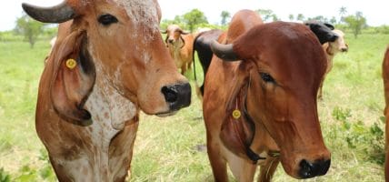 USDA stanzia 100 milioni per la capacità di lavorazione di carne