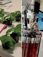 La verità circolare della concia