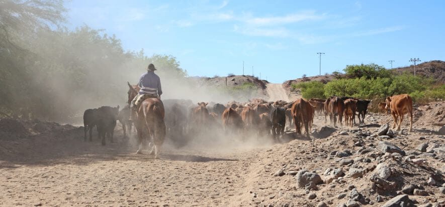 La carne argentina soffre l'inflazione e chiede meno protezionismo