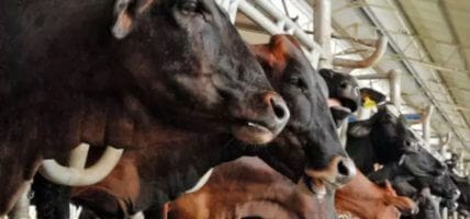 Il mercato della carne crescerà nel mondo, ma non in Europa