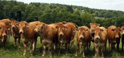 USA: bovine meat slows (while deer surprises)