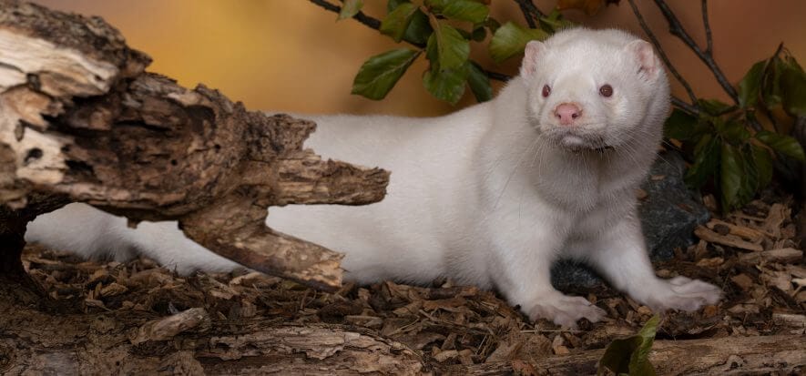 “Vietare così gli allevamenti da pelliccia non è democratico”