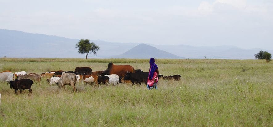 La concia dell'Africa orientale non sfrutta il suo potenziale