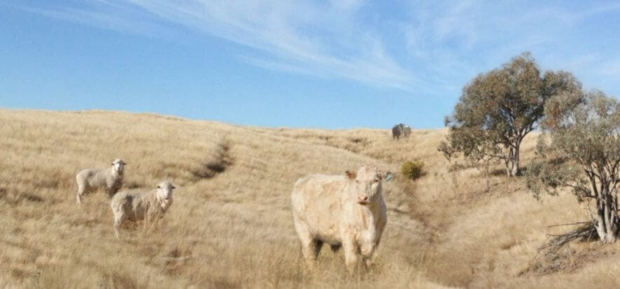 Australia, si prospetta un aprile negativo per carne e pelle